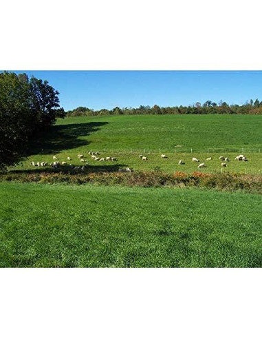 Cápsulas de Placenta de Cabra Dragon Herbs 500 mg - 60 Unidades