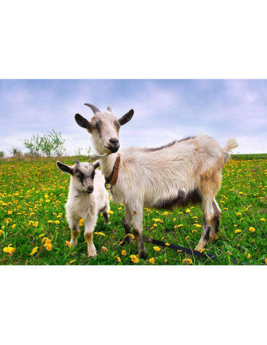 Cápsulas de Placenta de Cabra Dragon Herbs 500 mg - 60 Unidades