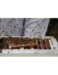 Suplemento Alimenticio para Abejas Global Patties 4% Pólen 2 Unidades 0.45 kg 2