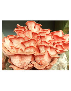 100 Tapones de Hongos Ostra Rosa Liquid Fungi para Cultivar