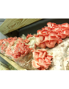 100 Tapones de Hongos Ostra Rosa Liquid Fungi para Cultivar 2