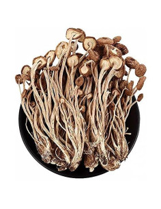 Setas comestibles Agrocybe Cylindracea 340g - Bestliving