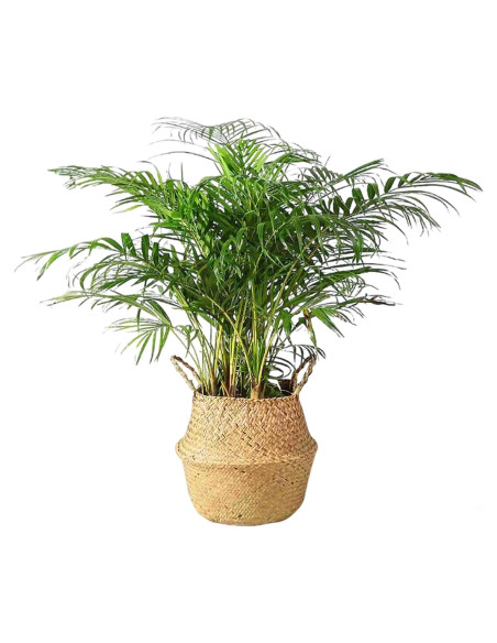 Cesta de Hierba Marina Tejida a Mano FixtureDisplays 35.5x40.6 cm