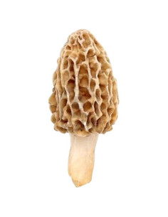 Esporas de Champiñones Morel Red Supply 40g - Kit de Cultivo