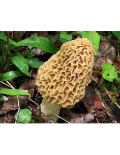 Esporas de Champiñones Morel Red Supply 40g - Kit de Cultivo 2