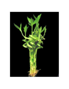 Bambú de la Suerte Vivo - 10 Tallos Espirales 15 cm - Genérico