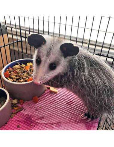 Comida para Opossum Exotic Nutrition 6.8 kg - Dieta Completa