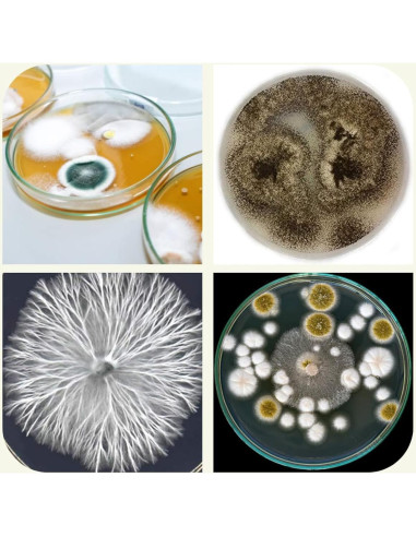 Placas de Agar de Dextrosa de Papa EZ BioResearch - 10 Unidades