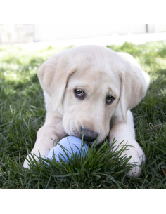 KONG Cachorro - Juguete de goma para morder - Azul 2