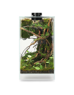 Terrario de Vidrio con Luz de Crecimiento 10W para Suculentas