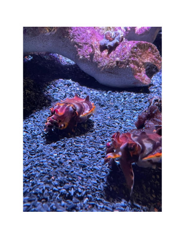 Arena Gruesa Natural 0,23 kg Small World para Manualidades