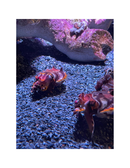 Arena Gruesa Natural 0,23 kg Small World para Manualidades