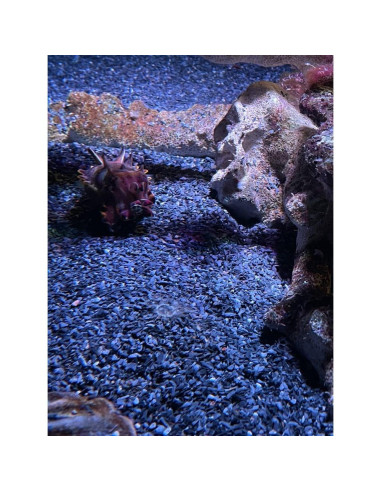 Grava de piedra pizarra natural 1/8 a 1/4" 0.45 kg Small World