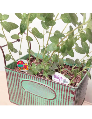 20 Piedras para Pintar Blancas Lifetop 3-5 cm Suaves DIY