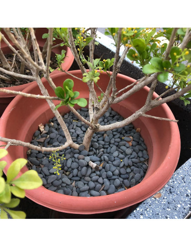 Piedras Naturales de Río 8,16 kg para Jardín CJGQ