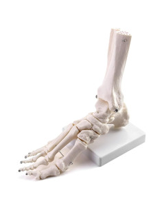 Modelo Esqueleto Humano Pie QWORK Articulado Tamaño Real