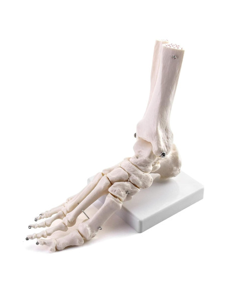 Modelo Esqueleto Humano Pie QWORK Articulado Tamaño Real