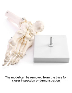 Modelo Esqueleto Humano Pie QWORK Articulado Tamaño Real 2