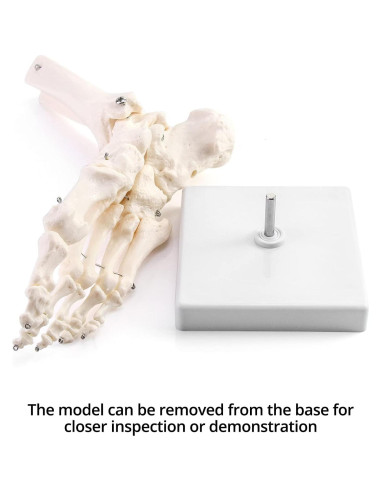 Modelo Esqueleto Humano Pie QWORK Articulado Tamaño Real