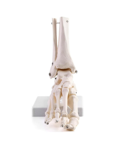 Modelo Esqueleto Humano Pie QWORK Articulado Tamaño Real