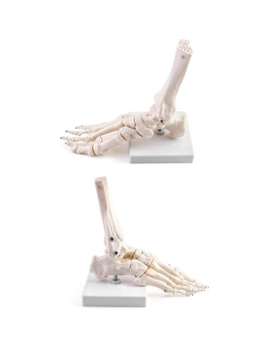 Modelo Esqueleto Humano Pie QWORK Articulado Tamaño Real