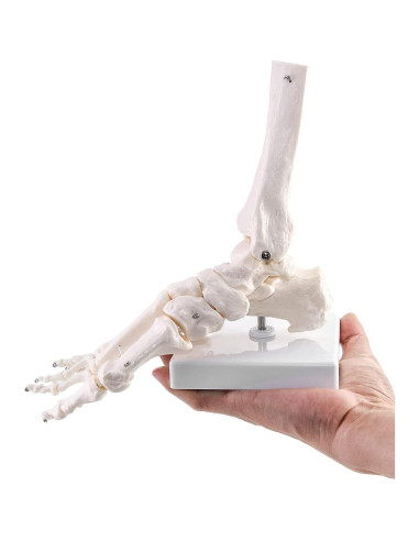 Modelo Esqueleto Humano Pie QWORK Articulado Tamaño Real
