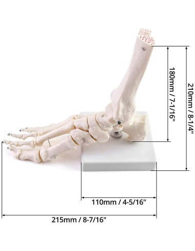 Modelo Esqueleto Humano Pie QWORK Articulado Tamaño Real