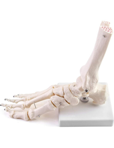 Modelo Esqueleto Humano Pie QWORK Articulado Tamaño Real