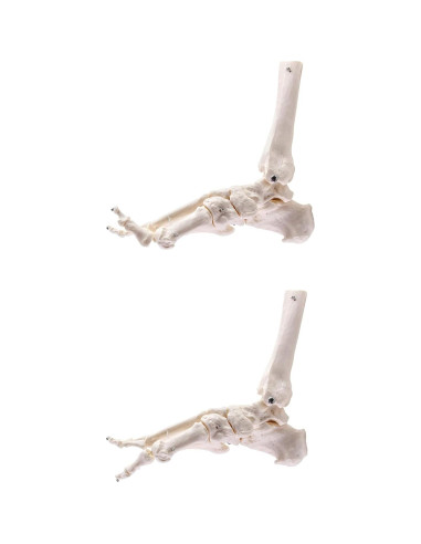 Modelo Esqueleto Humano Pie QWORK Articulado Tamaño Real
