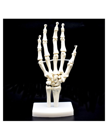 Modelo Esqueleto Mano Humana Articulado XINDAM Tamaño Real