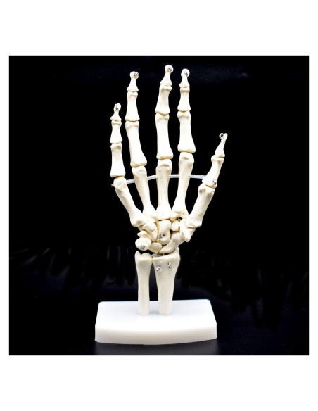 Modelo Esqueleto Mano Humana Articulado XINDAM Tamaño Real