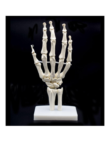 Modelo Esqueleto Mano Humana Articulado XINDAM Tamaño Real