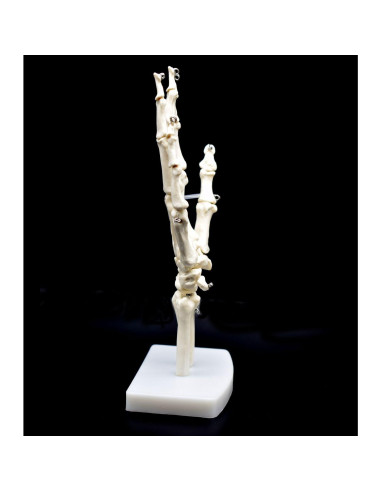 Modelo Esqueleto Mano Humana Articulado XINDAM Tamaño Real
