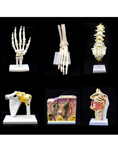 Modelo Esqueleto Mano Humana Articulado XINDAM Tamaño Real