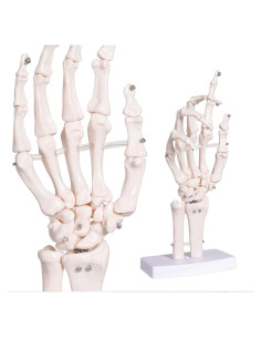 Modelo Esqueleto Mano Derecha Anatomía Huesos Médico 25cm