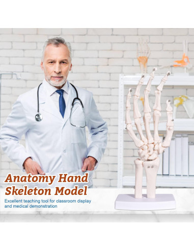Modelo Esqueleto Mano Derecha Anatomía Huesos Médico 25cm