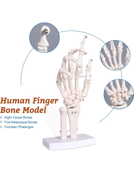 Modelo Esqueleto Mano Derecha Anatomía Huesos Médico 25cm