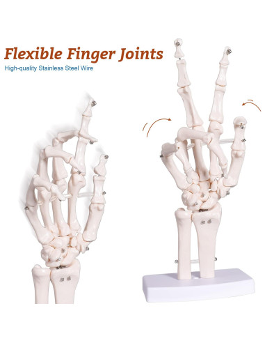 Modelo Esqueleto Mano Derecha Anatomía Huesos Médico 25cm