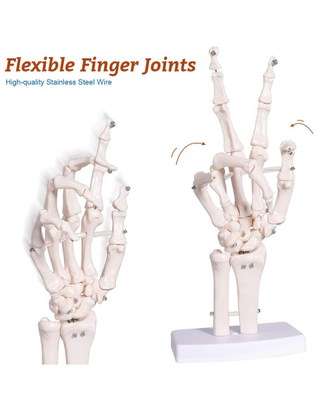 Modelo Esqueleto Mano Derecha Anatomía Huesos Médico 25cm