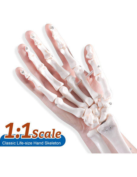 Modelo Esqueleto Mano Derecha Anatomía Huesos Médico 25cm