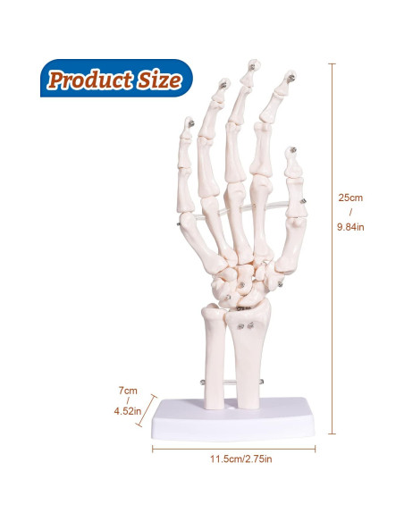 Modelo Esqueleto Mano Derecha Anatomía Huesos Médico 25cm