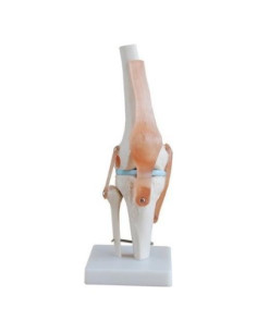 Modelo de Simulación de Rodilla Tdou 1:1 Anatomía Médica