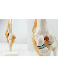 Modelo de Simulación de Rodilla Tdou 1:1 Anatomía Médica 2