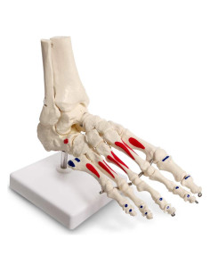 Modelo de Pie y Tobillo Humano Evotech Scientific Articulado