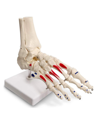 Modelo de Pie y Tobillo Humano Evotech Scientific Articulado