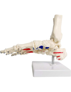 Modelo de Pie y Tobillo Humano Evotech Scientific Articulado 2