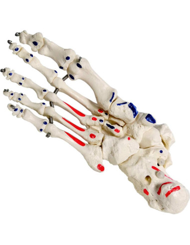 Modelo de Pie y Tobillo Humano Evotech Scientific Articulado