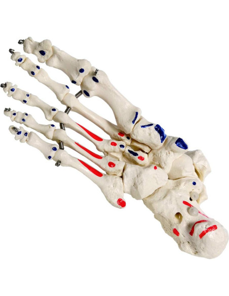 Modelo de Pie y Tobillo Humano Evotech Scientific Articulado