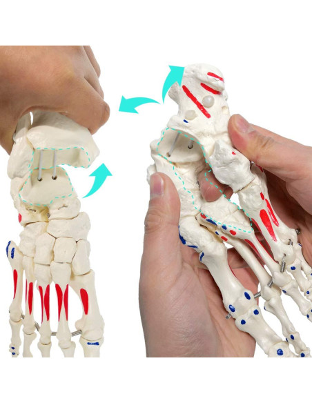 Modelo de Pie y Tobillo Humano Evotech Scientific Articulado
