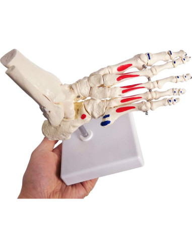 Modelo de Pie y Tobillo Humano Evotech Scientific Articulado